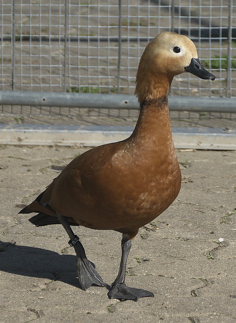 势压制对手